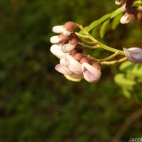 Dalbergia lanceolaria L.f.